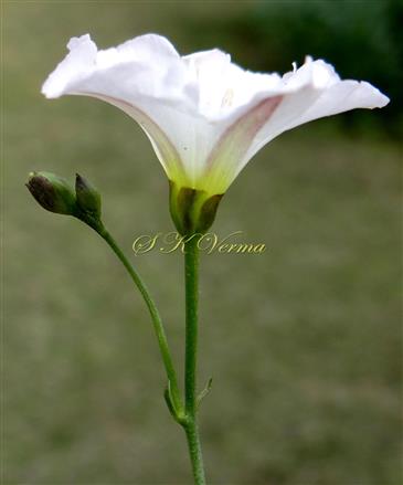  Inflorescence-Cymose